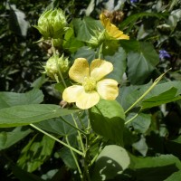 Abutilon subumbellatum Philcox